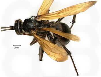 Media type: image;   Entomology 10012 Aspect: habitus dorsal view